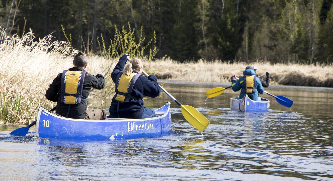 Två kanoter med två personer i vardera glider längs en å