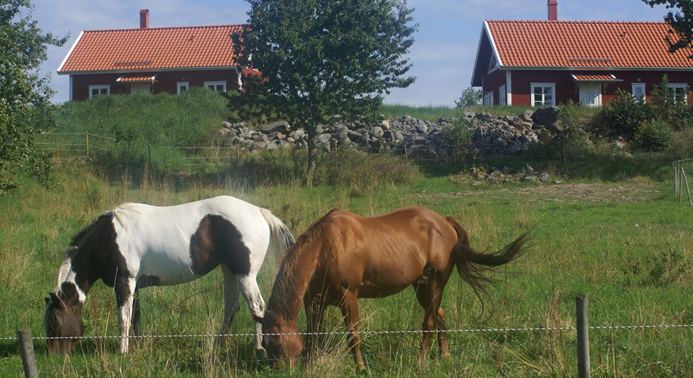 Två hästar betar i en hage framför två röda hus.