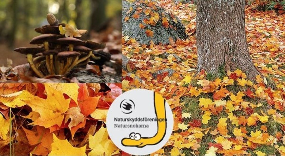 Höst med snokarna
