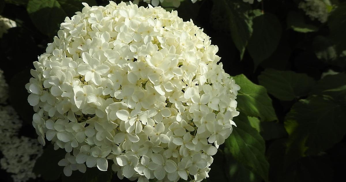 Hortensia
