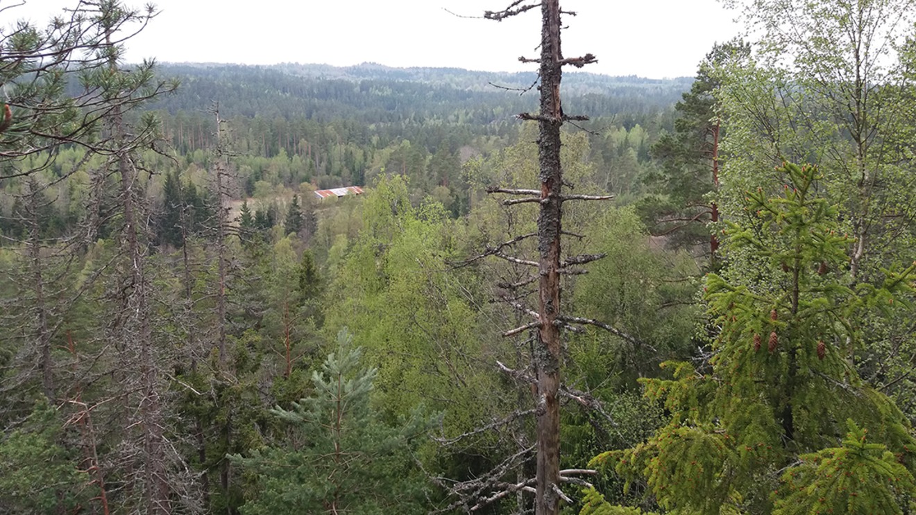 Utsikt från en höjd ut över en skog