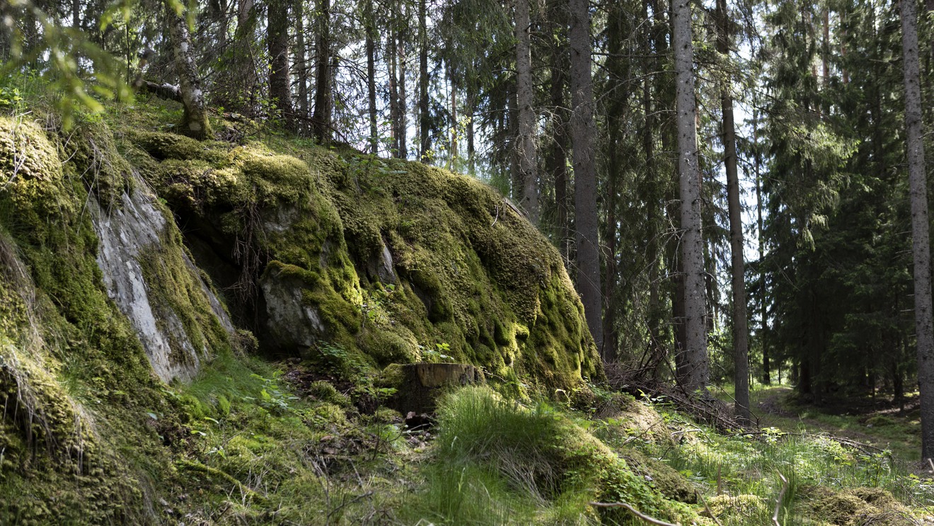 En stor sten i skogen.