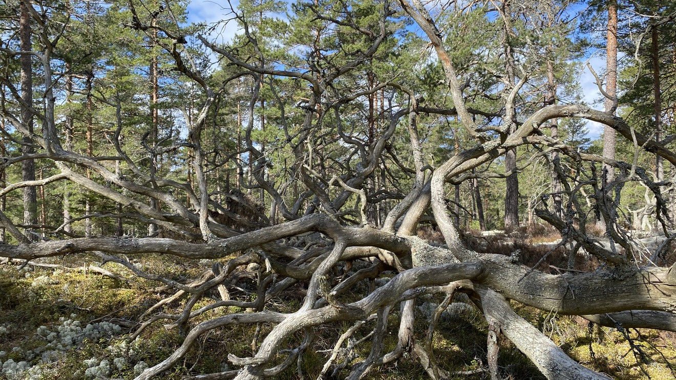 Krokiga, döda träd har fallit över varandra i skogen.