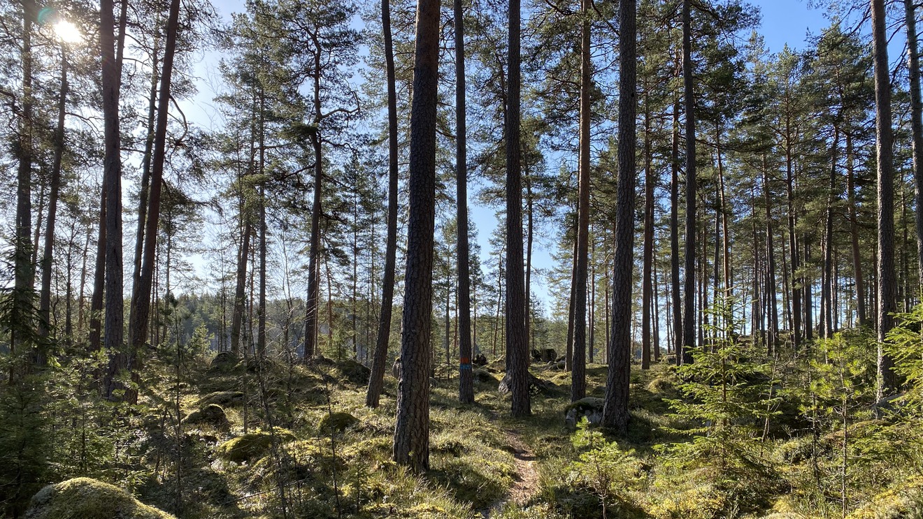 En stig genom skogen i Sällevadsåns dalgång.