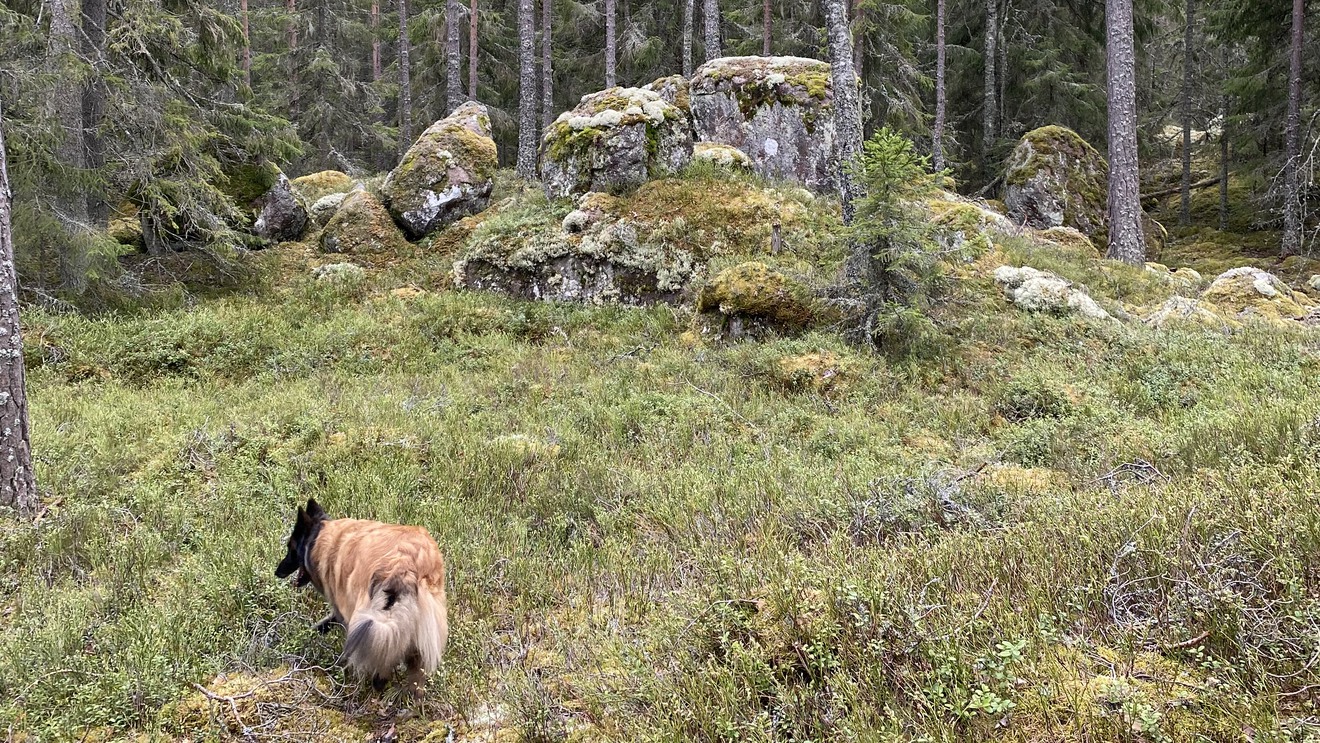 En hund går i skogen.