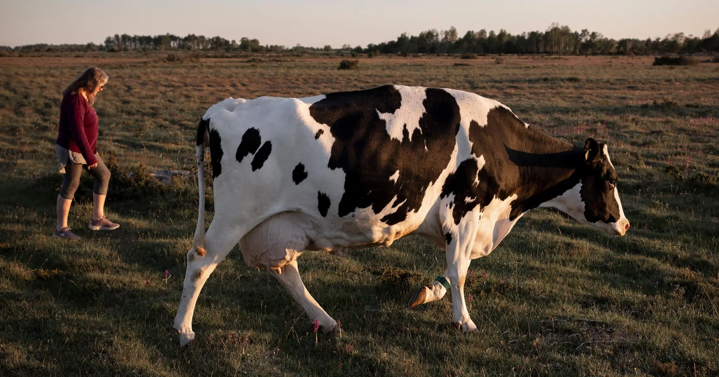 På bilden ser vi en mjölkbonde som promenerar tillsammans med en av sina kor på ett fält.