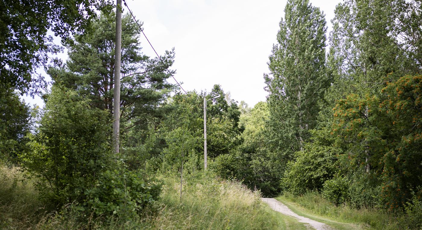 Ett elljusspår längs en skogsväg.