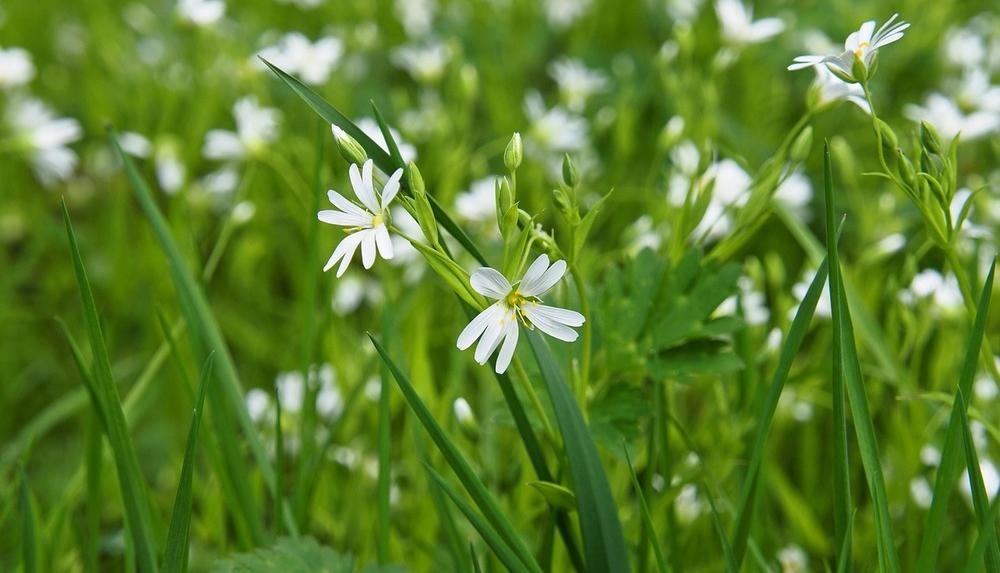 små vita blommor