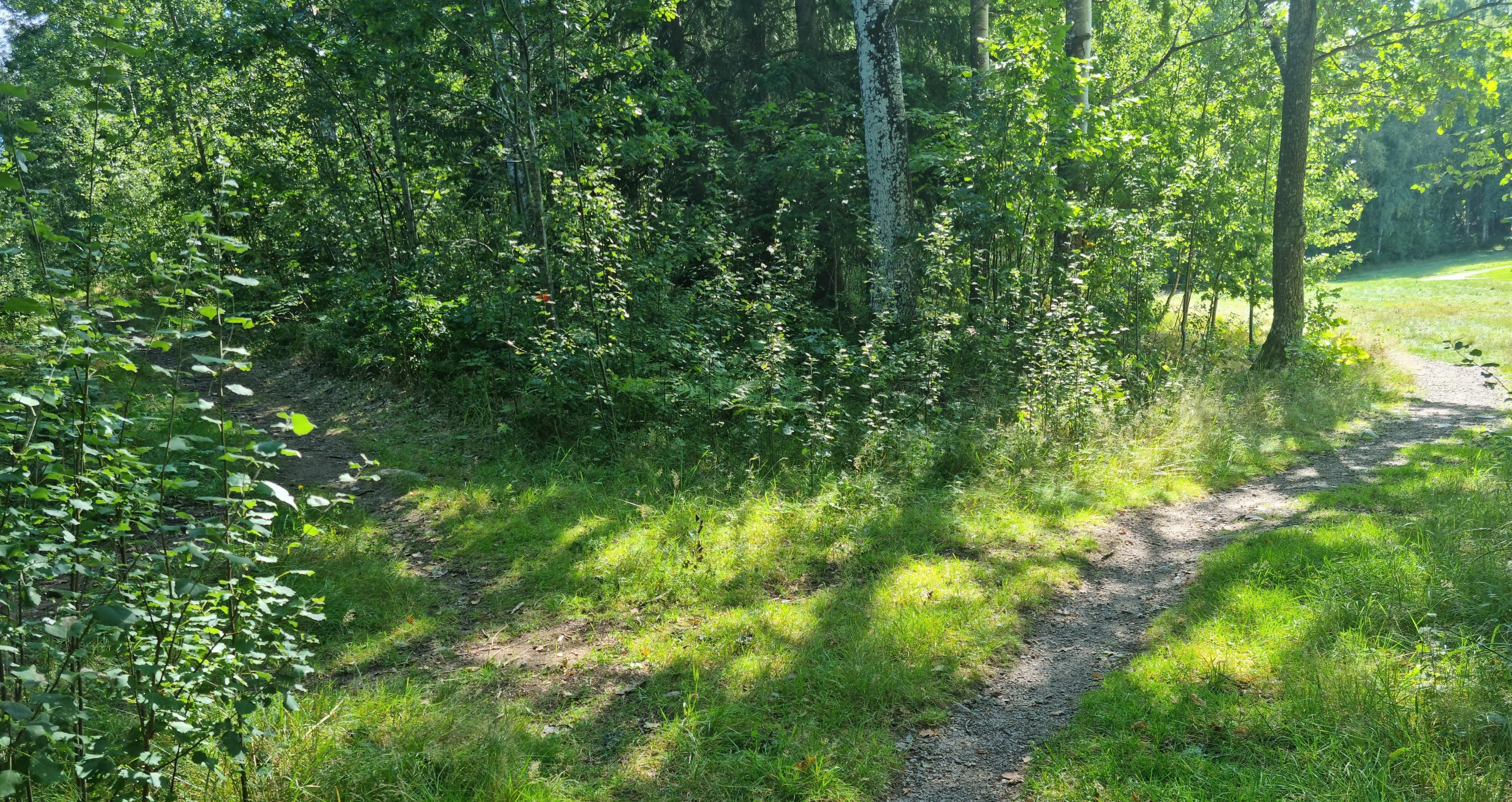 två delade stigar i en skog