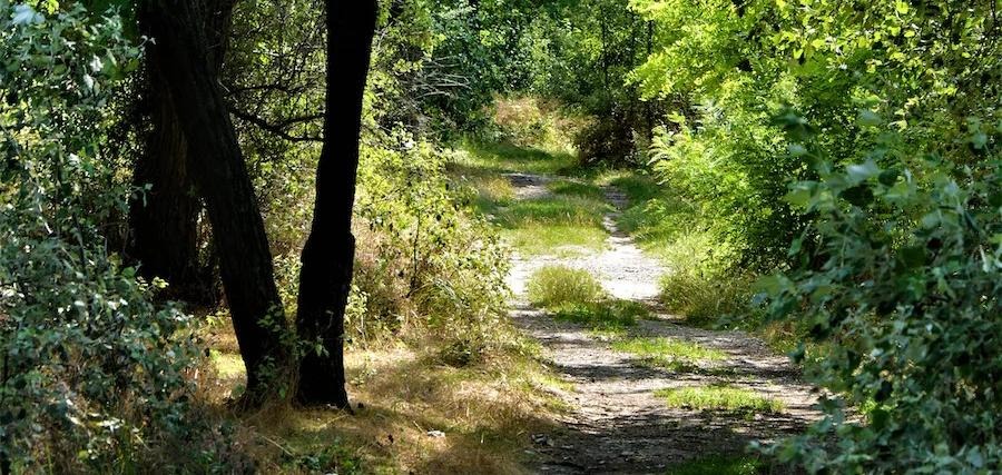En liten smal skogsväg slingrar sig fram i tät blandskog