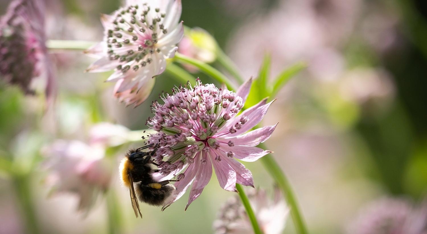 En humla sitter på en lila blomma