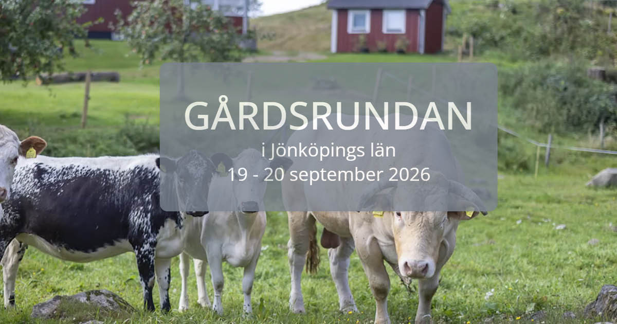 Två kossor på en åker.