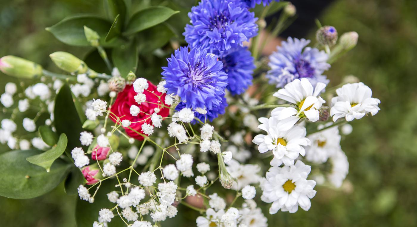 Blommor i närbild.