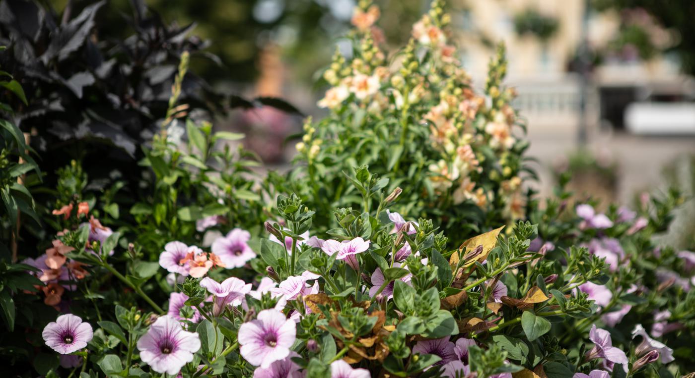 Blommor i olika färger i centrummiljö