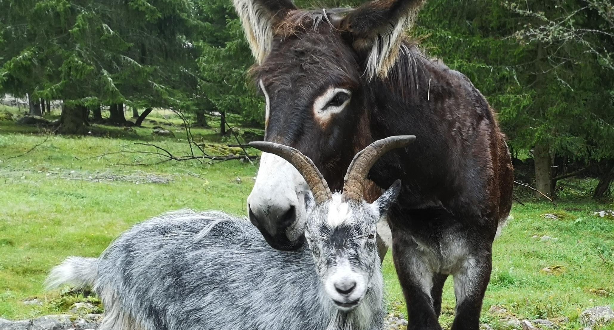 En stor brun åsna som har mulen på en grå get
