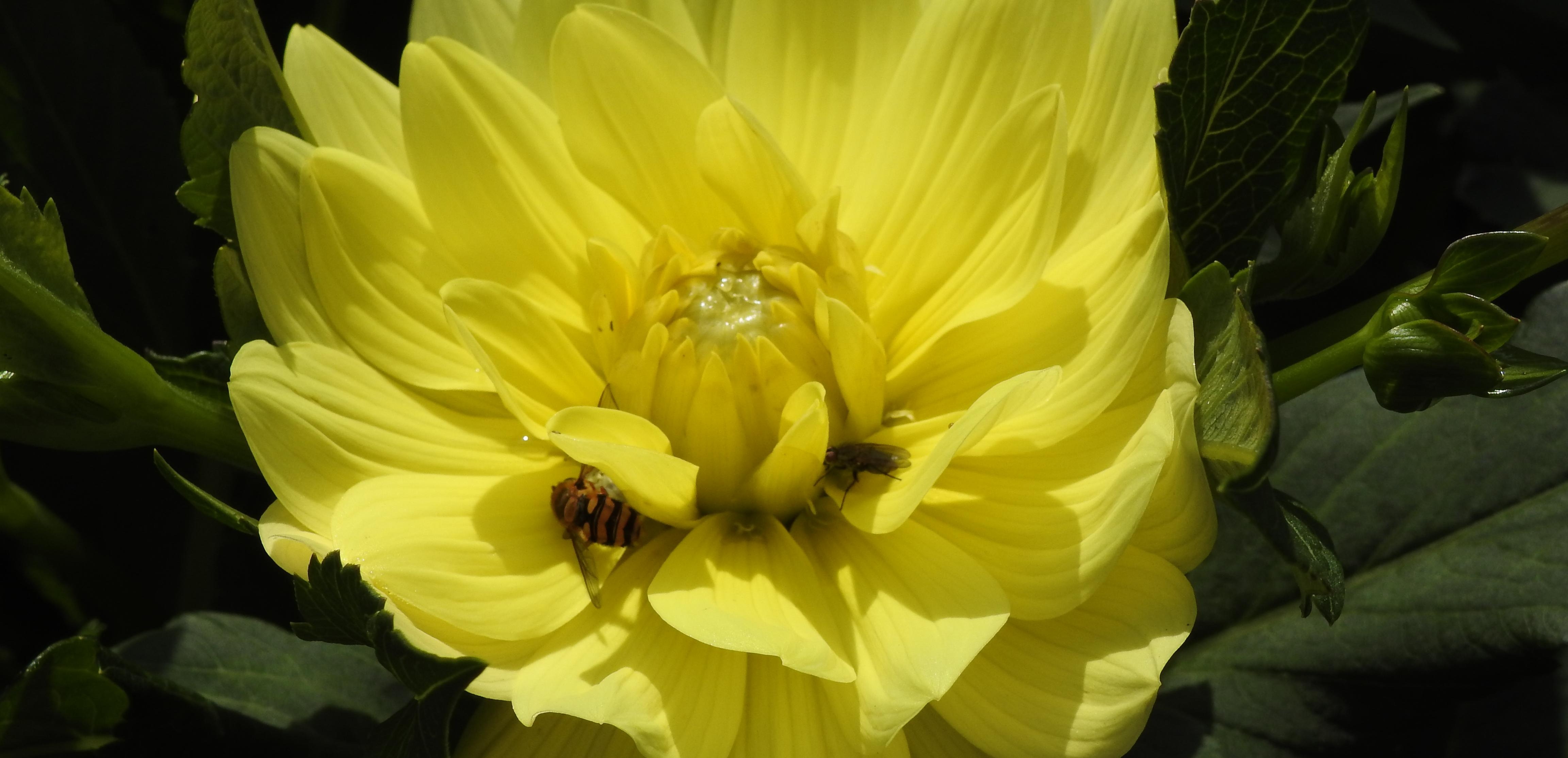 En gul dahlia med ett bi
