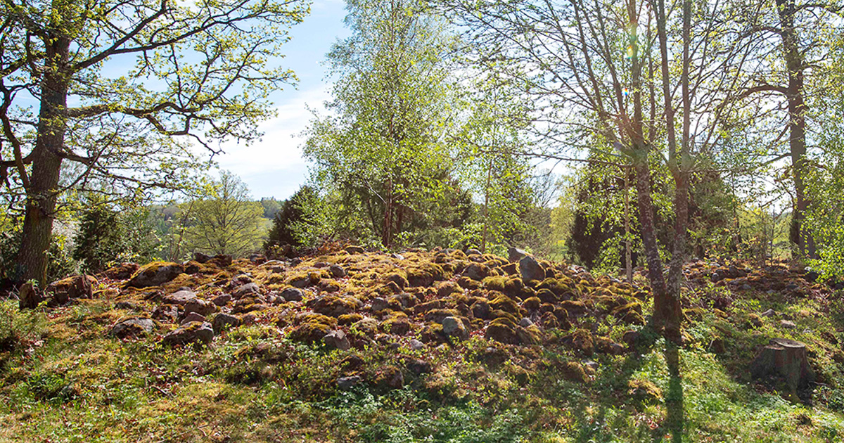 Bild från naturreservatet Sundsängen.
