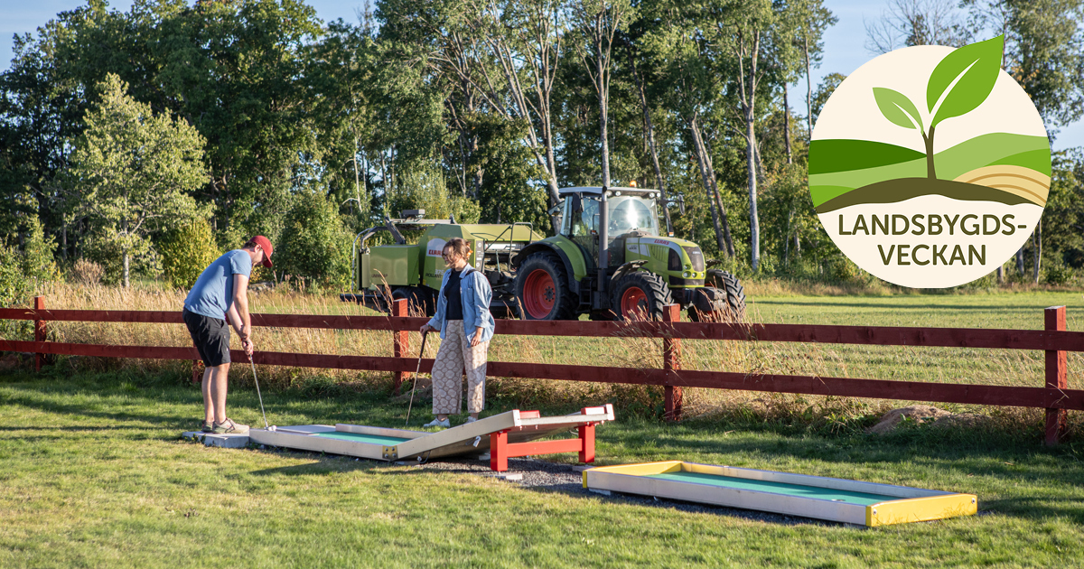 En man och en kvinna spelar minigolf. Bakom minigolfbanan syns en åker där en traktor kör.