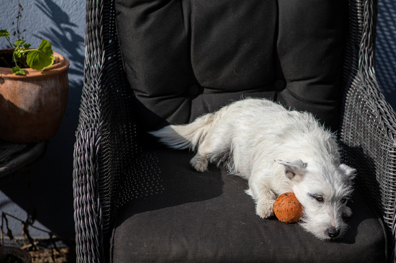 En vit hund ligger på en fåtölj i solen, med en boll..