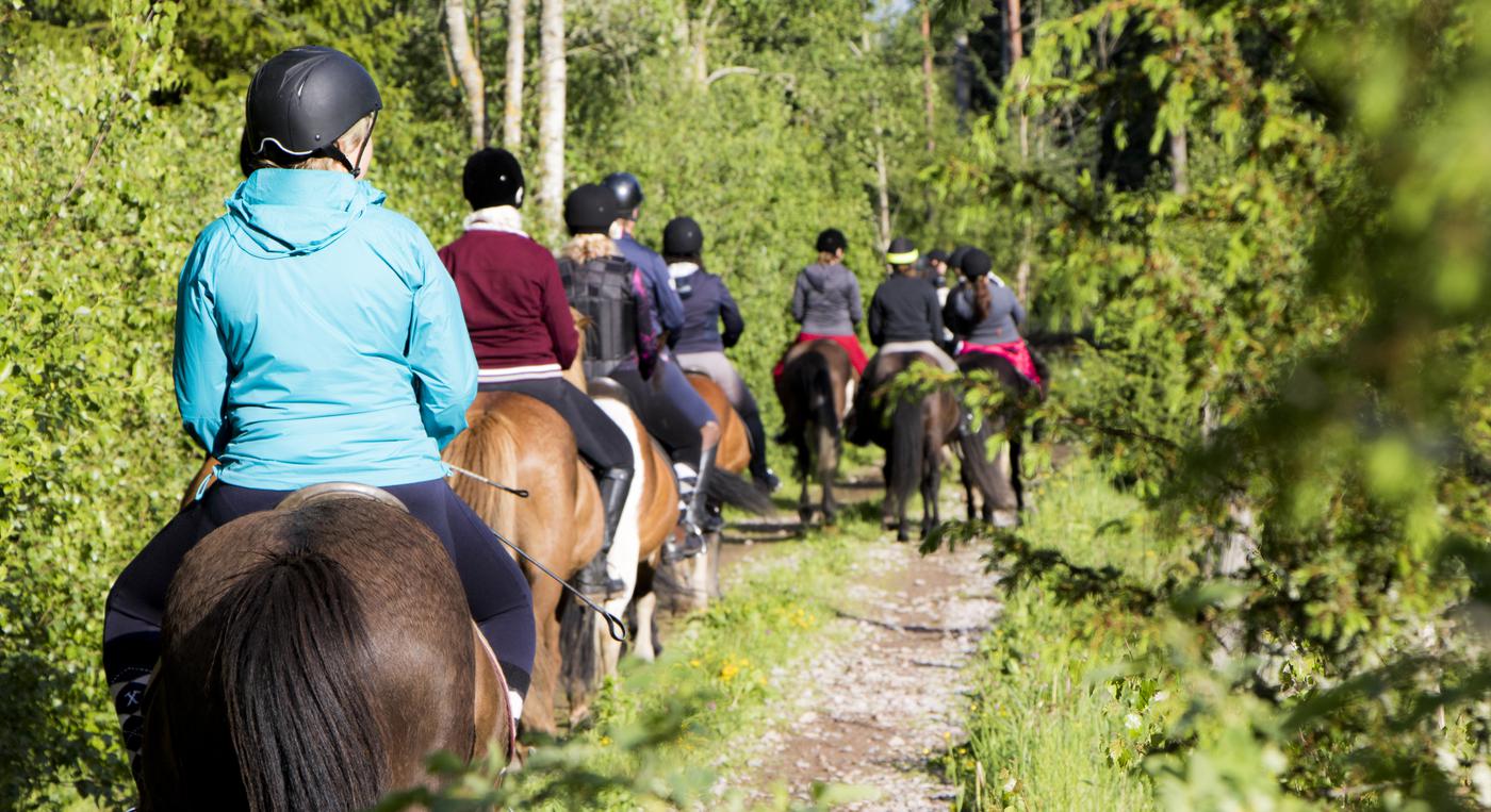 Hästar med ryttare går på låd längs en skogsväg