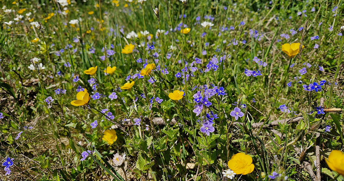 Vilda blommor