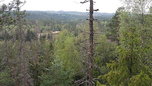 Ett dött träd i en skog sticker upp sett från en höjd