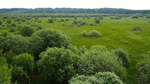 Ett stort grönt fält med buskar och träd