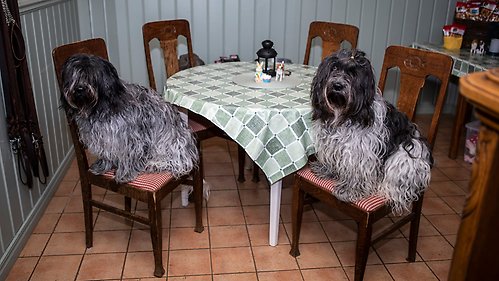 Två hundar sitter på varsin stol vid ett bord