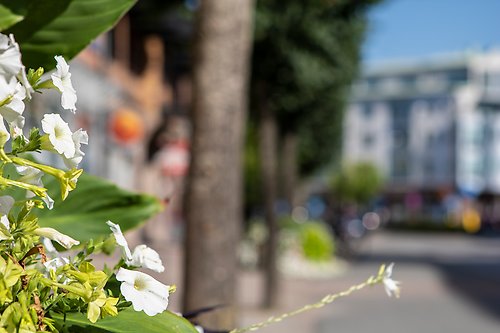 Blommor med stadsmiljö i bakgrunden