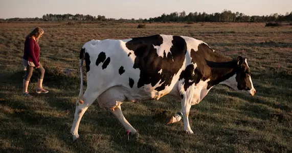 En ko och en människa går på ett stort öppet fält